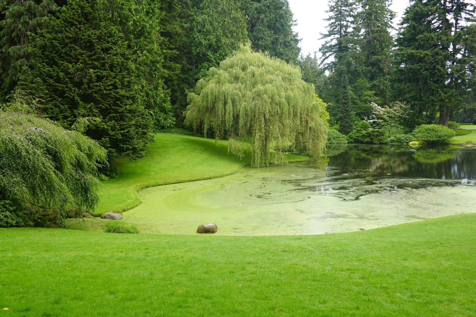 One of the ponds at Bloedel Reserve, surrounded by trees.