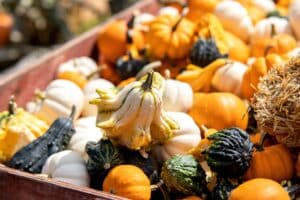 Wooden crate of gourds and squash at Bloedel Reserve ready to set out for the squash hunt.