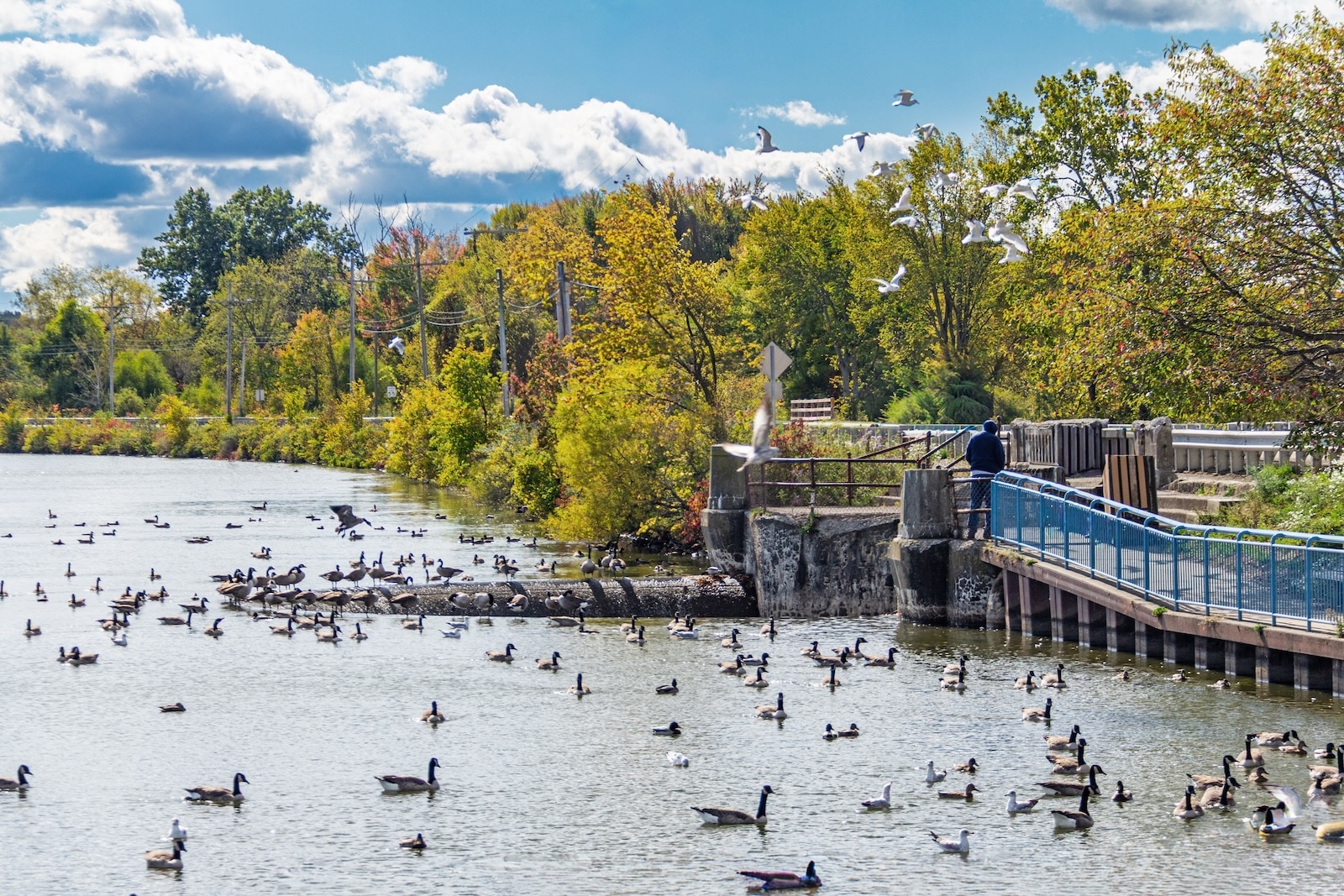 Gulls, geese and ducks crowd the Linesville Spillway on Lake Pymatuning