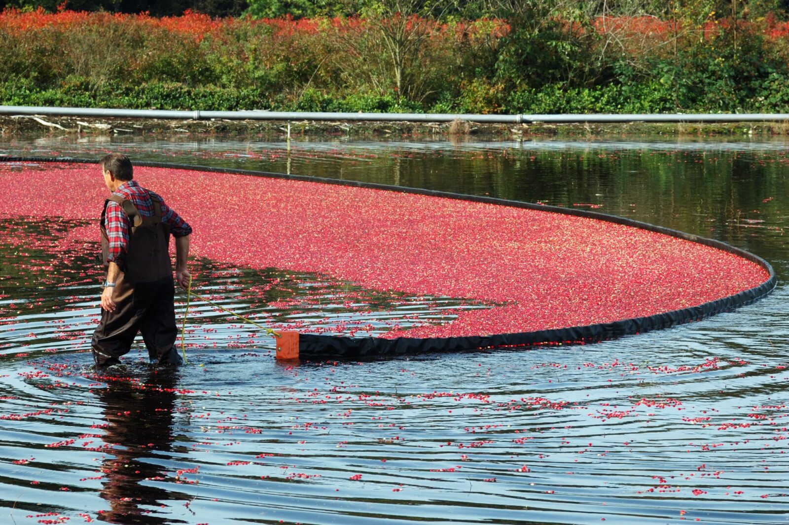 Farmer working in cranberry bog. Oregon cranberry farming in Bandon.