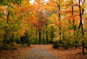 A path through autumn trees