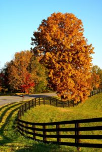 Autumn tree foliage