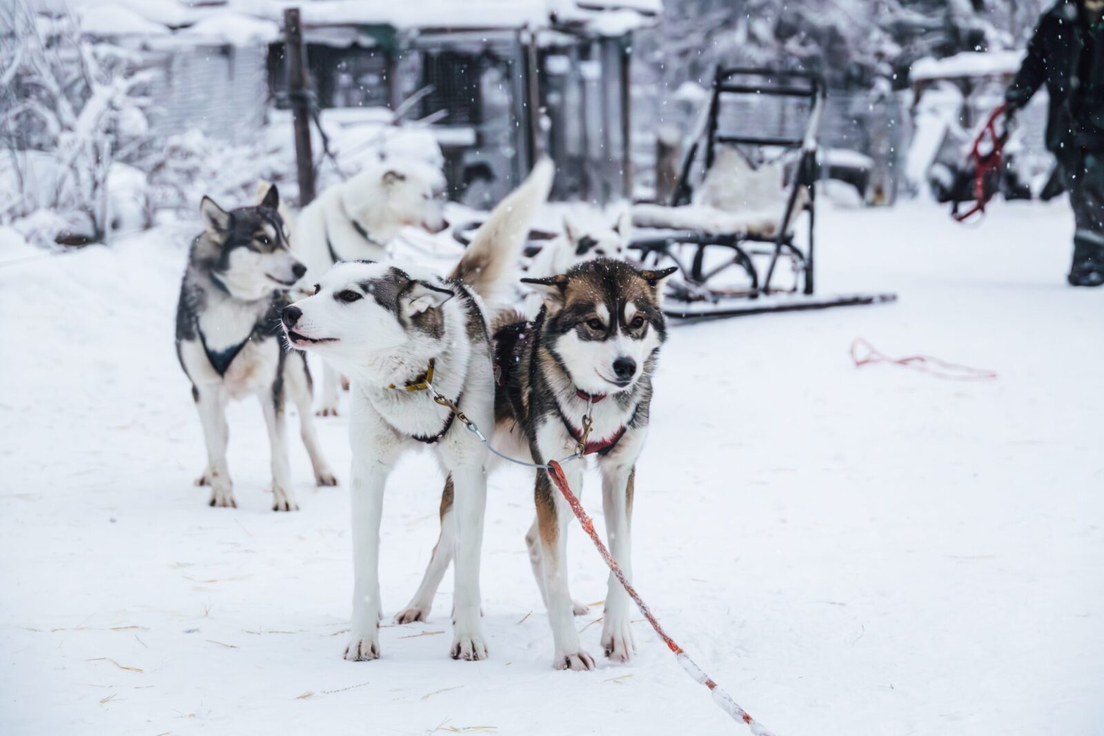 Dog sledding in Durango. Dogs waiting by sled for adventure in Durango.