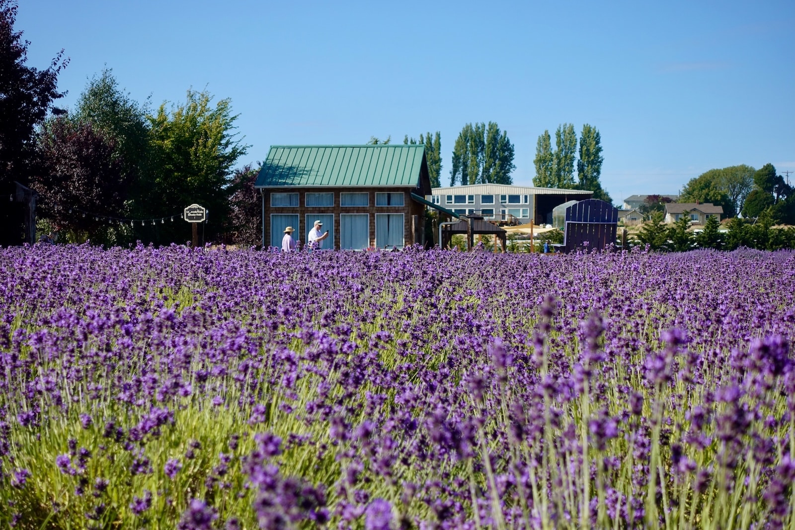 A Lit Lavender farm during the annual lavender festival, perfect for anniversary getaway ideas.