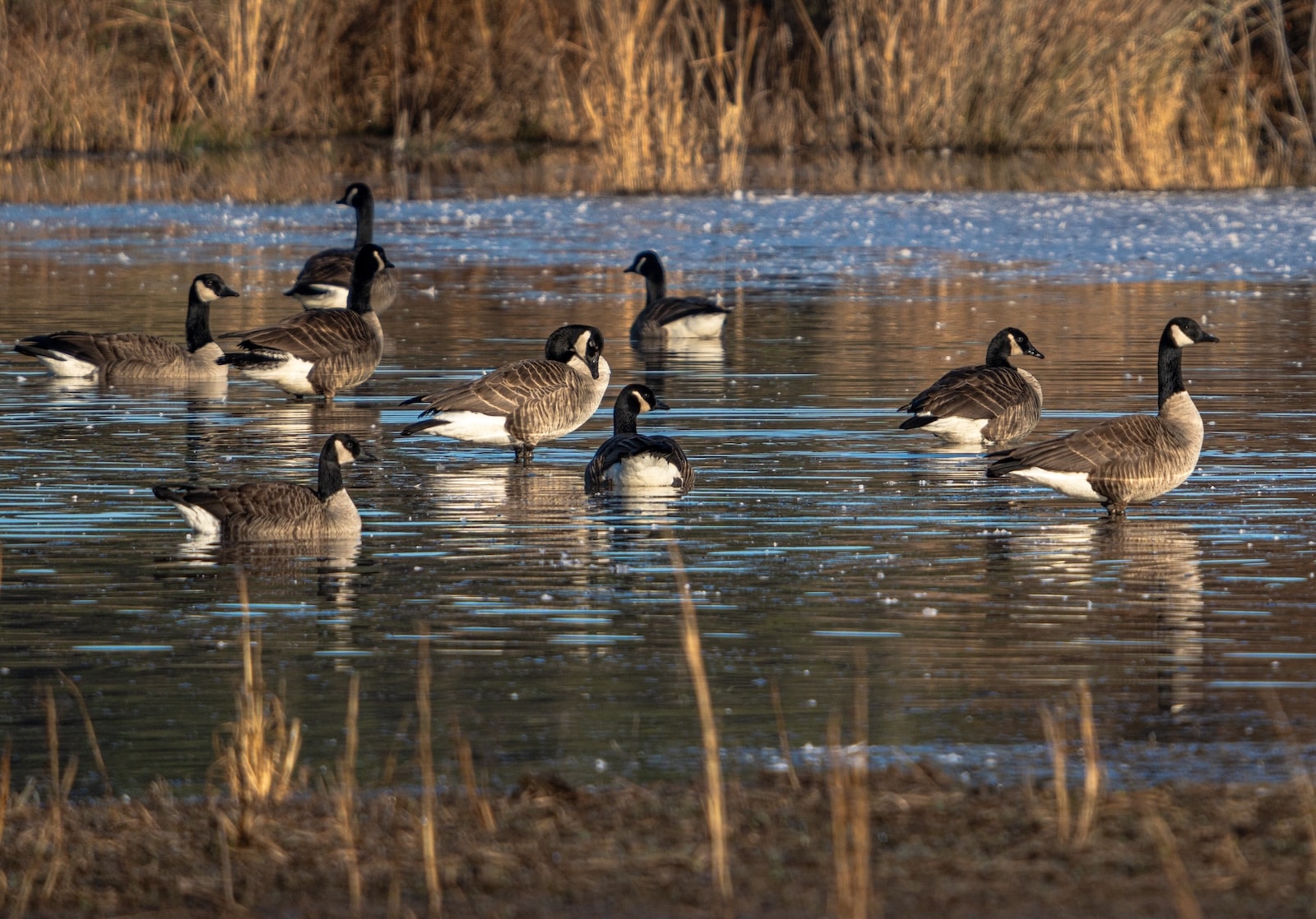Geese lounging and feeding in the water, another hunting option when Chesapeake Bay duck hunting